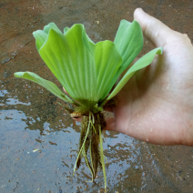 水芙蓉水培陆碗莲虾鱼龟缸造景观圆心小浮萍槐叶萍水葫芦浮萍