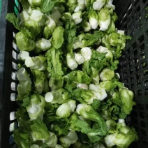 整颗精品儿菜大量出货