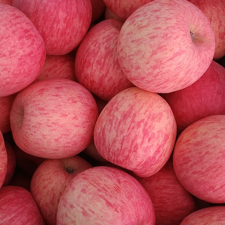 [秦冠苹果批发]甘肃平凉灵台苹果原产地,苹果大量下树,欢迎果商来采购