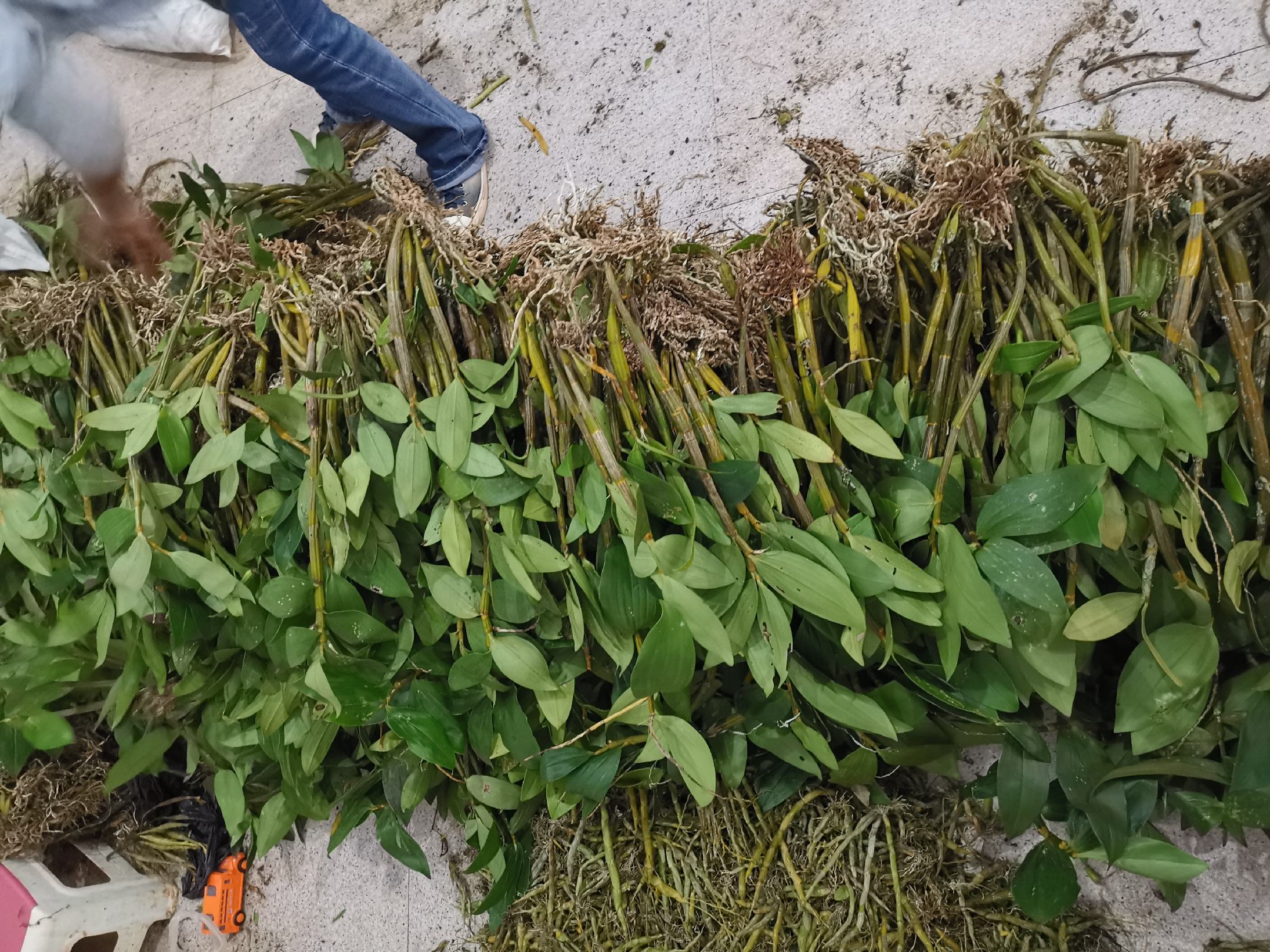 浙贝母种苗展示图