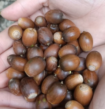 [橡子批发]青冈子.价格7.00元/斤 - 一亩田