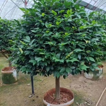 精品香妃茶花大红赤丹五色赤丹科瑞莫十八学士