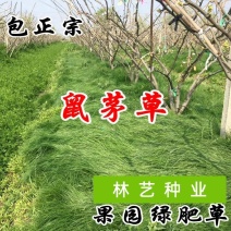 鼠茅草种子果园绿肥抑制杂草鼠茅草种子鼠毛草种籽