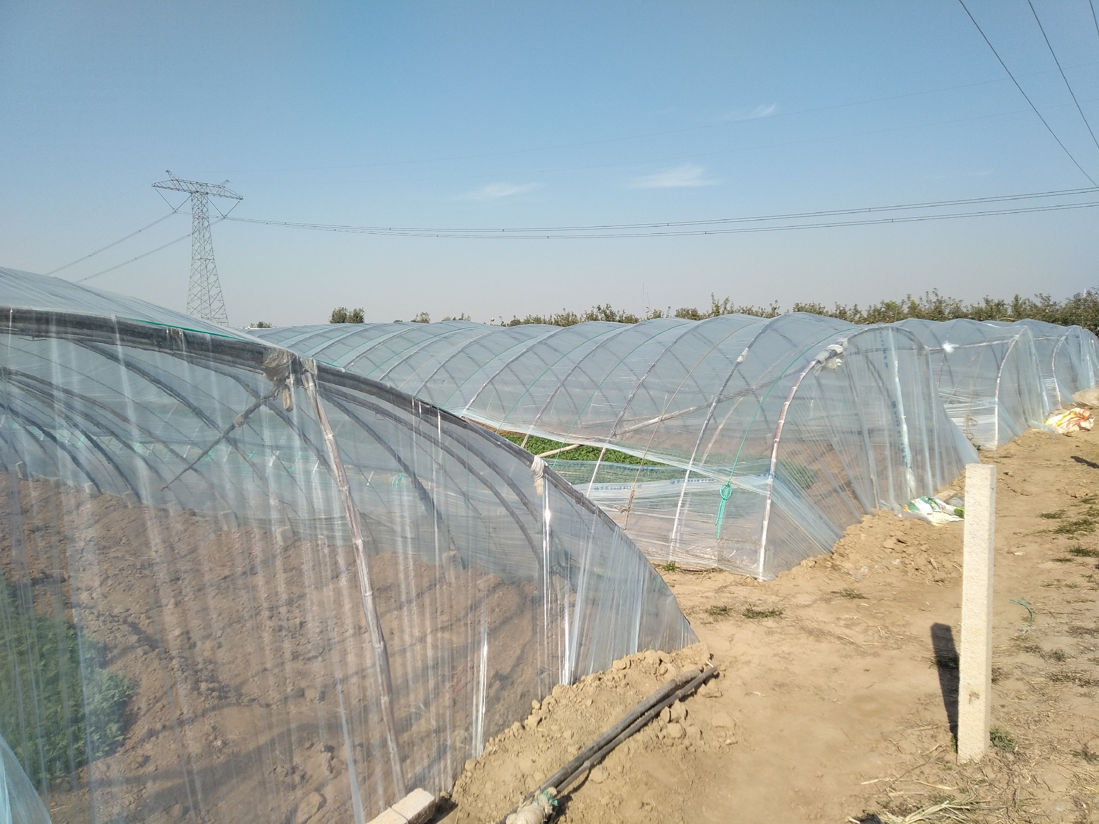 茼蒿遮阳网覆盖示意图