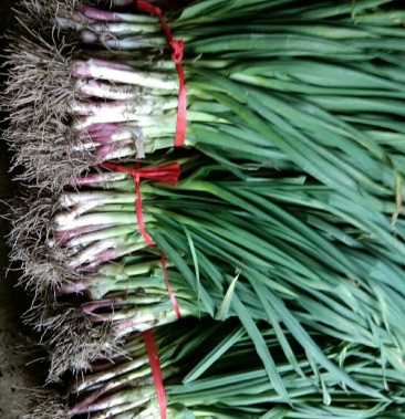 甘肃省定西市漳县大棚红根蒜苗