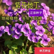紫花地丁种子多年生花海公园庭院耐寒花籽花四季播种
