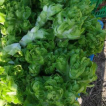 儿菜种植基地新鲜上市欢迎前来选购价格实惠质量保证