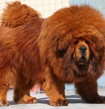 藏獒犬幼犬純種獅王鐵包金藏獒狗狗血統賽級藏獒虎頭獅頭藏獒