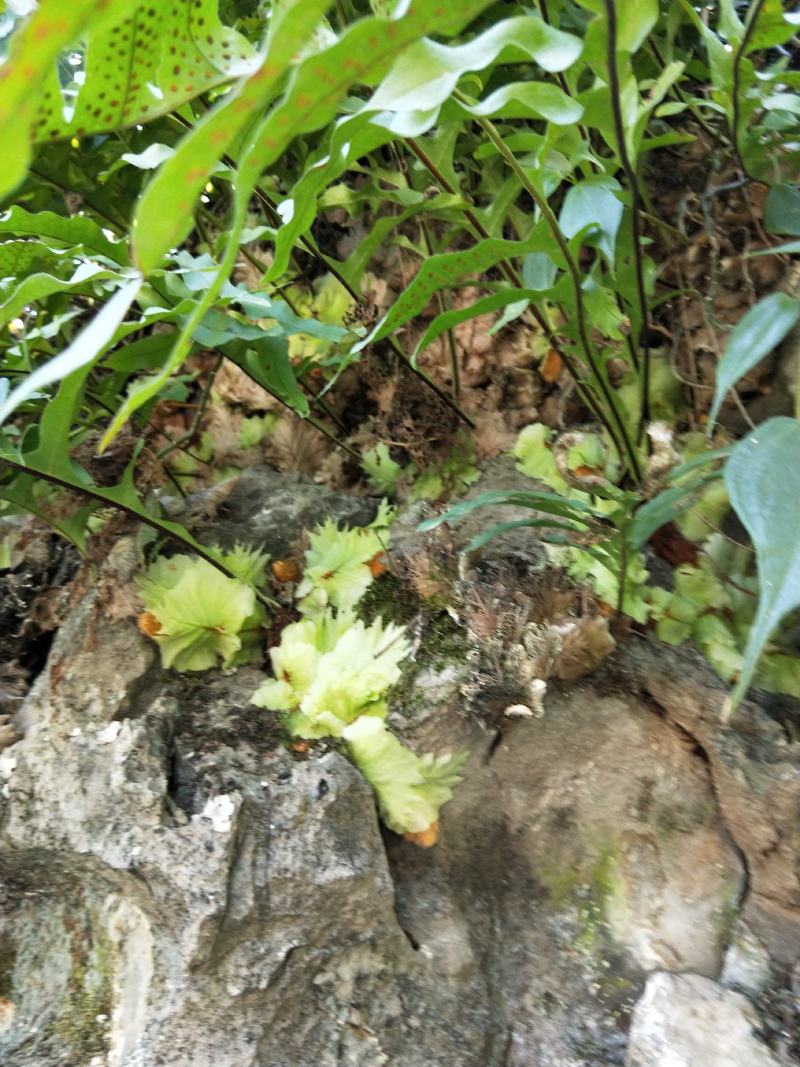 山太岩草药树苗图片