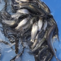 供场地直销，草鱼苗，打过疫苗，品种质量优良，有想法的联系