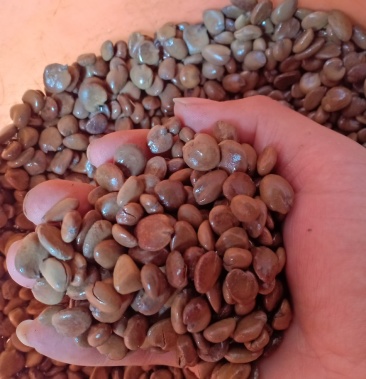 2020年产黑老虎种子 布福娜种子,发芽率高