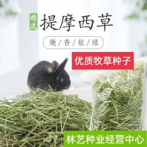 提摩西猫尾草种子进口草种适合鸡鸭鹅兔子豚鼠荷兰猪