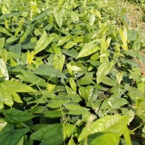 金果榄苗地苦胆苗块茎苗九龙胆九牛胆高含量块茎苗高产
