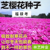 福禄考种子