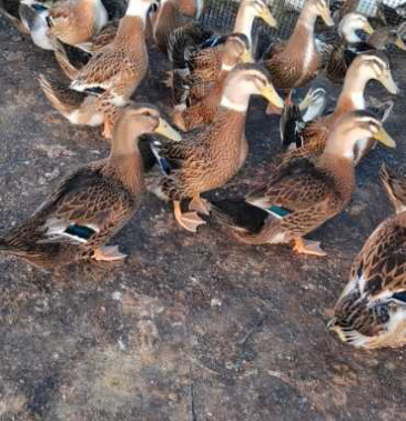 纯公麻鸭超六十天靓货