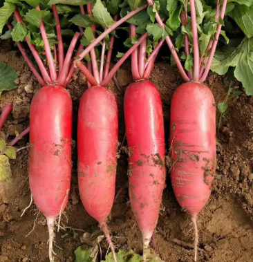 精品红辣萝卜青萝卜条形好现挖现发欢迎各位老板选购