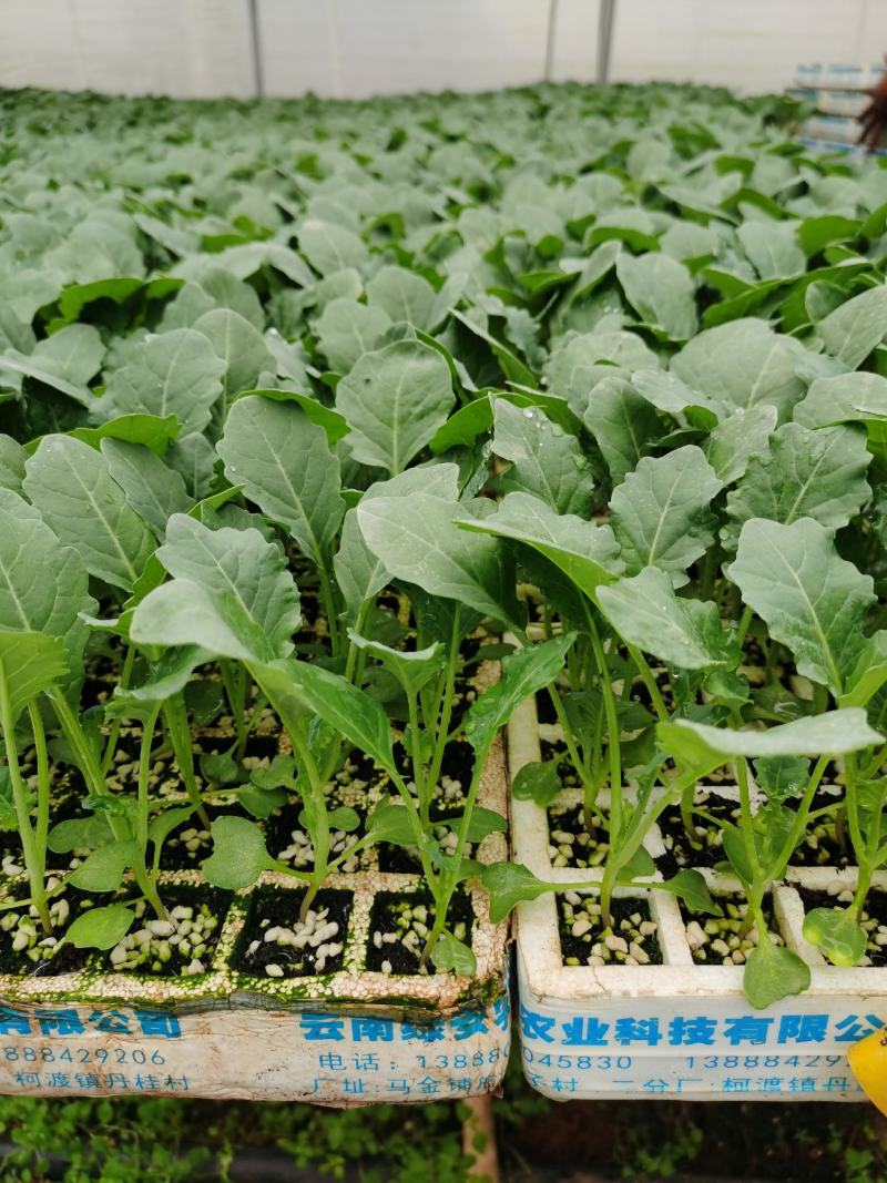 西兰花苗开始出售,需要的朋友请提前预订