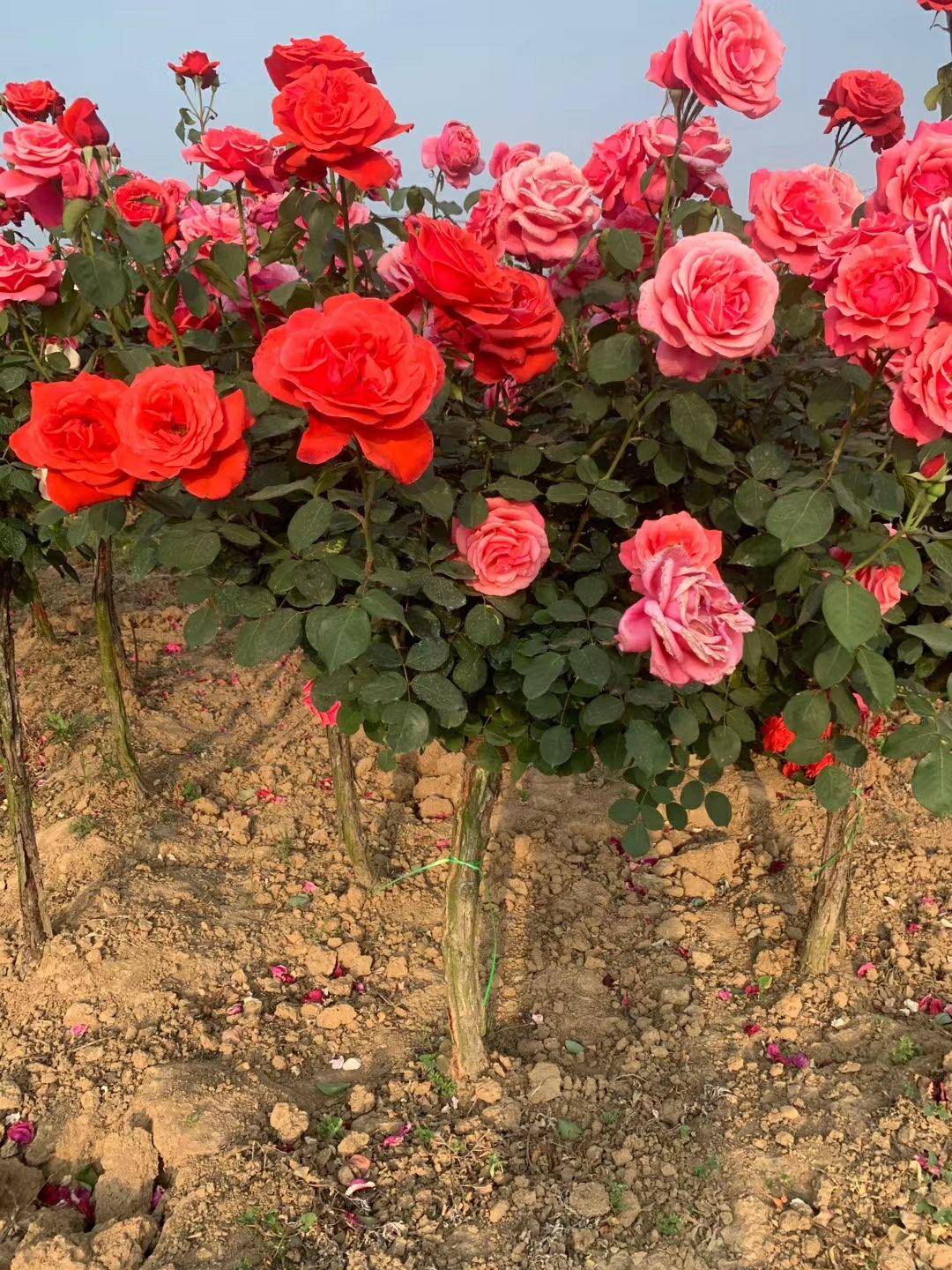 [大花月季批发]3公分高杆月季 树状月季 月季树 月季批发 大花月季