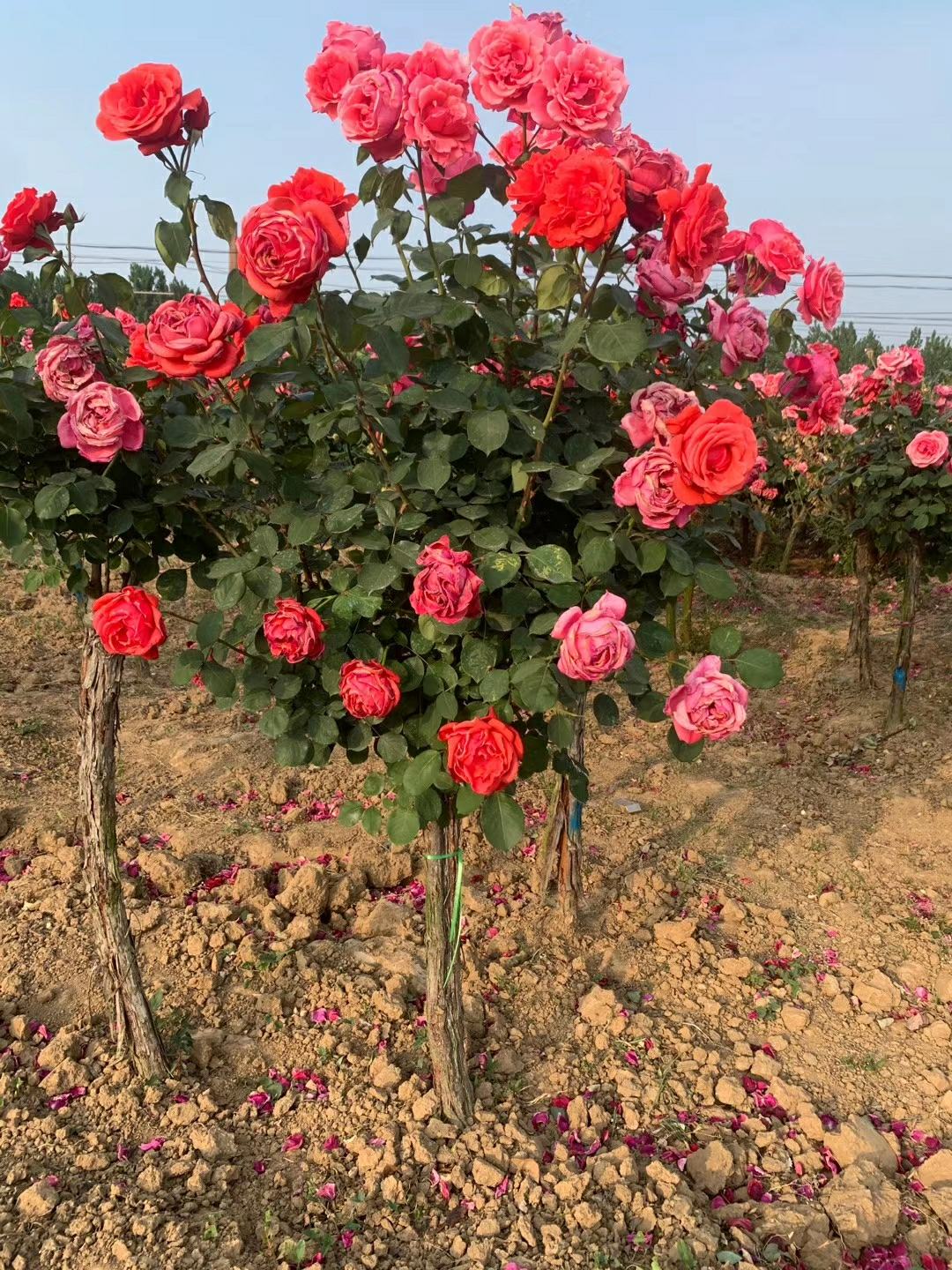 丰花月季价格(丰花月季多少钱一株)