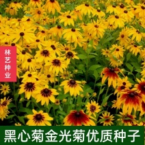 黑心金光菊花种子室外景观绿化花卉种籽多年生观花植物花卉