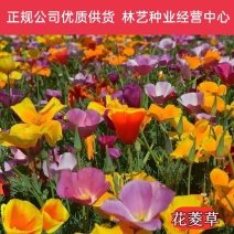 花菱草种子四季播种户外耐寒耐阴花种子多年生宿根见土就活