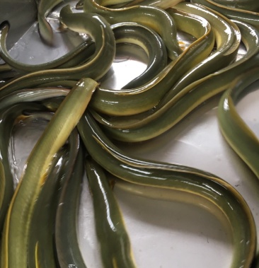 鳗鱼花鳗,一手货源,100苗基地直出,365日有货