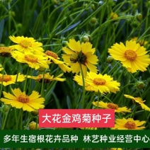 大花金鸡菊种子四季种野菊花种子花海绿化多年生宿根种子