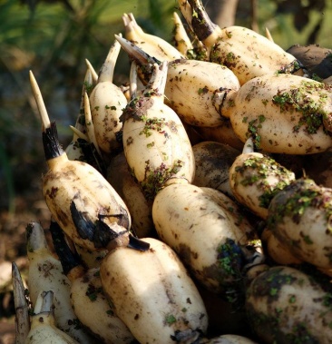 莲藕根苗池塘观赏荷花食用藕苗莲花苗盆栽荷花种根苗莲藕种