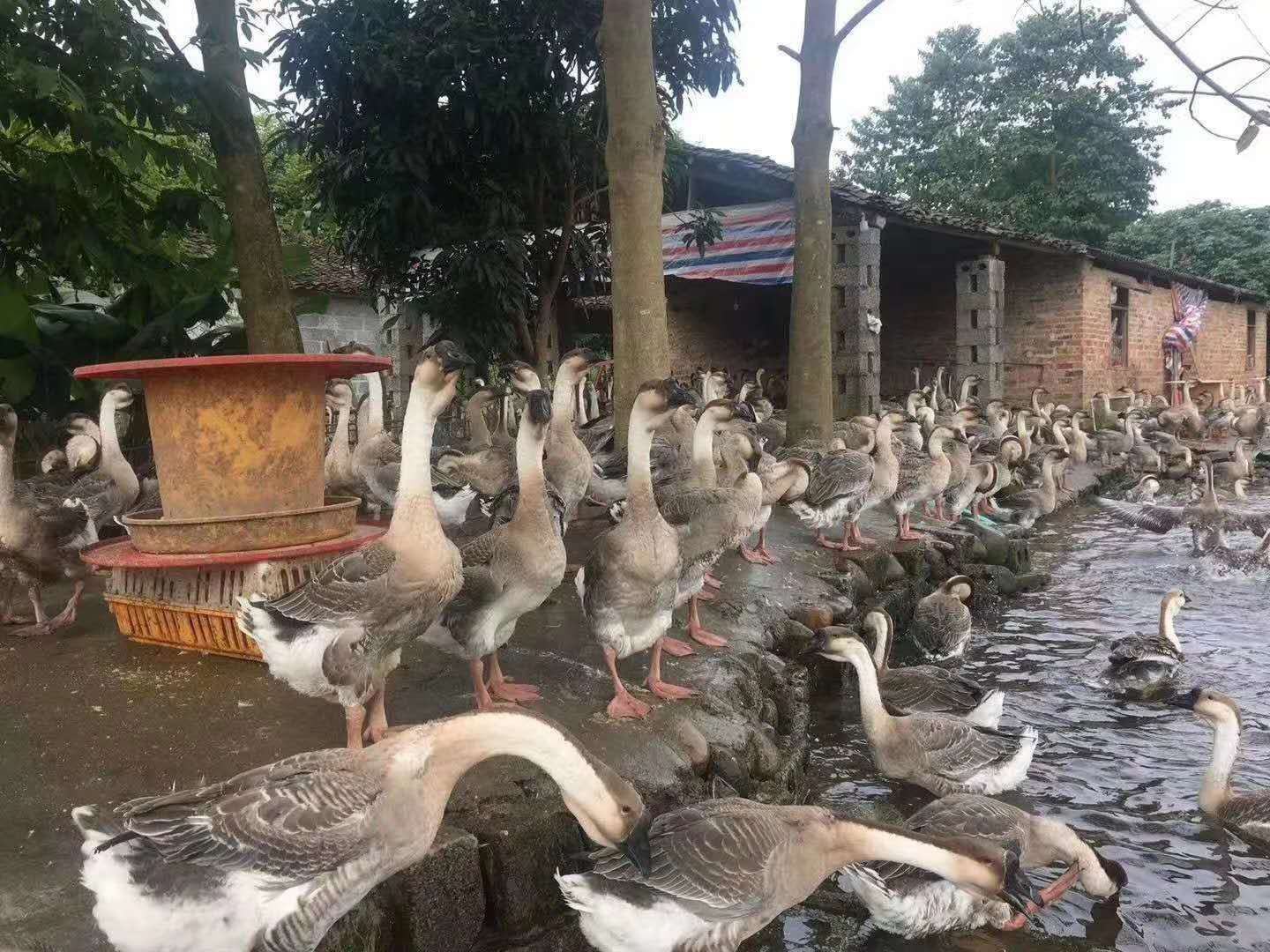 展示姜母鹅在自然水源边饮水、觅食的场景,周围为绿色植被,体现生态养殖理念 姜母鹅养殖环境细节图