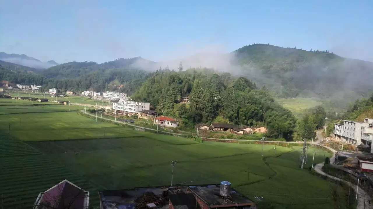 金桔果园实景图