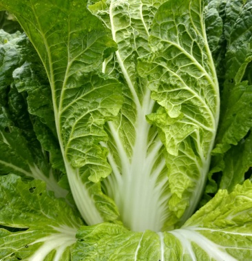 德高大白菜,高寒地区山地,耐运输,一煮就耙,香甜可口