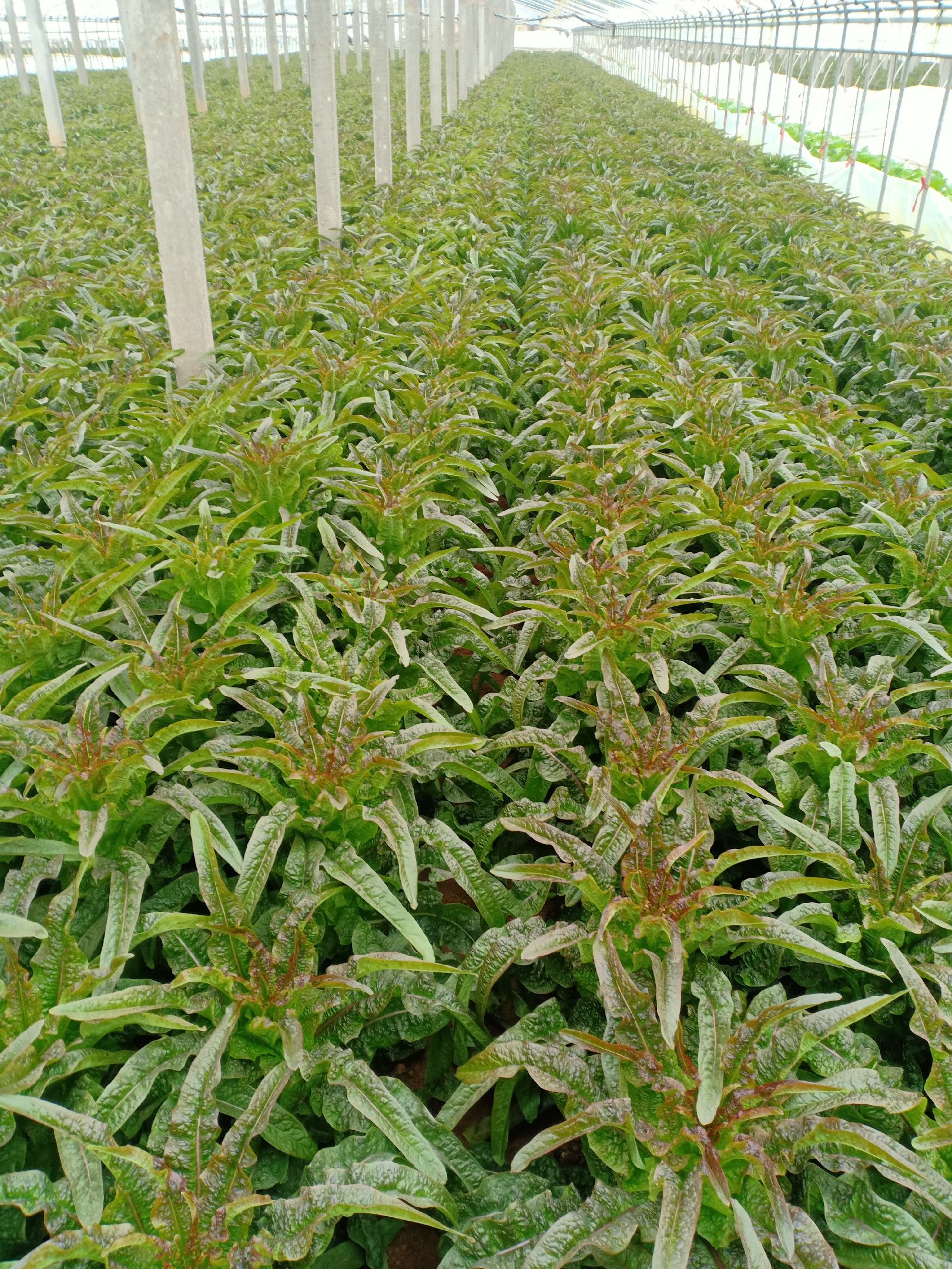 [莴苣批发]精品红叶莴苣大量上市中.............价格0.80元/斤 - 一