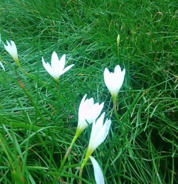 白花蔥蘭地被移植苗木