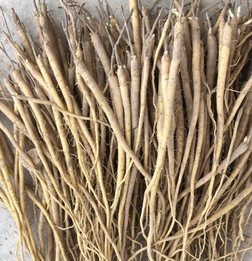 黄芩苗,一斤260课左右.诚信经营质量保证