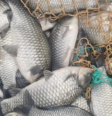 [鲫鱼批发]出售漂亮精品养殖大鲫鱼价格7.00元/斤 - 一亩田