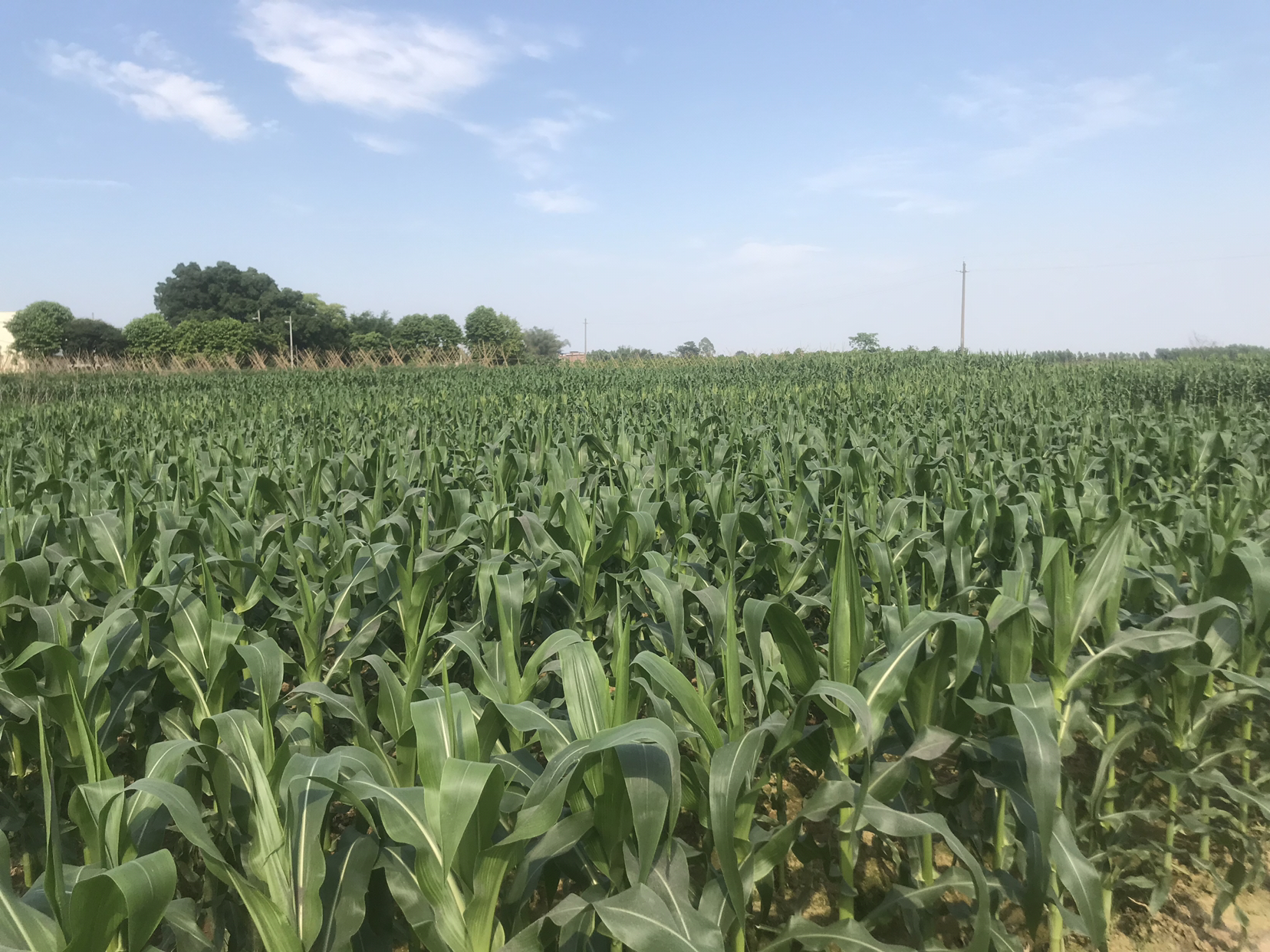 弥勒市黑玉米田地