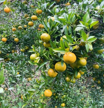 基地种植精品橘子大量上市