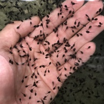 牛蛙苗，牛蛙养殖，蝌蚪苗，青蛙苗，包技术指导，价格实惠