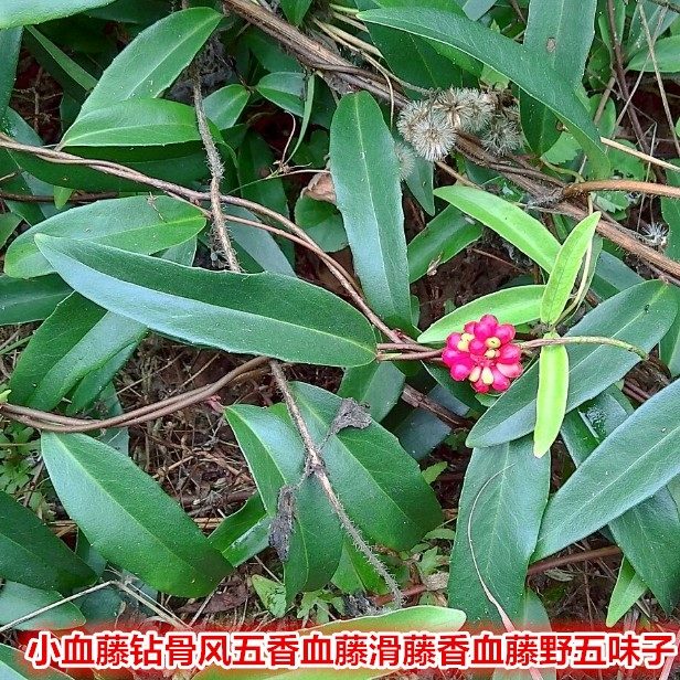 野生钻骨风小血藤小血藤小血藤