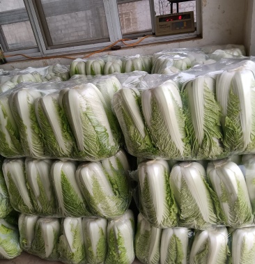北京新三号大白菜,耐储存,耐运输,黄心白菜,无烧心