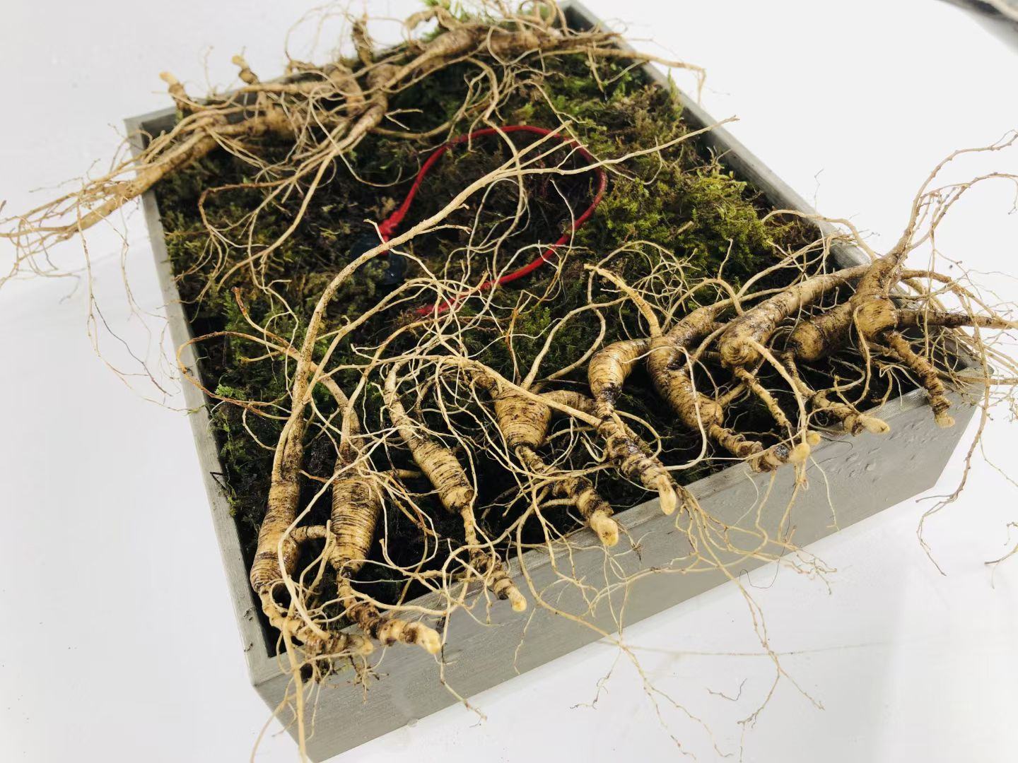 一株带泥土的鲜野山参被包裹在湿润的苔藓中,外层用白色无纺布轻轻捆扎,放置在一个透明塑料保鲜盒内,盒子盖子微开以保持透气,背景为家庭冰箱冷藏室内景 鲜野山参带土保鲜包装示意图