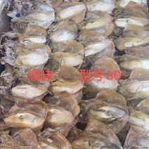 墨鱼干一斤约30-34头咸味一件30斤整件批发