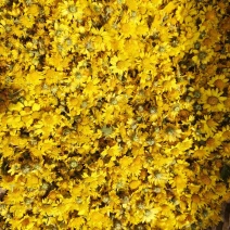 野菊花质量优良，欢迎新朋友来到，不是栽种的。