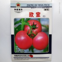 西红柿种子粉果耐运输一代杂交品种种早熟种子
