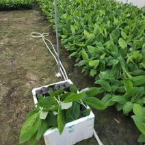 广西香蕉组培/广东香蕉苗/西贡粉蕉苗种植/香蕉种植
