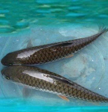 军鱼苗青竹鲩鱼苗高端品种特种鱼苗耐低氧基地直供