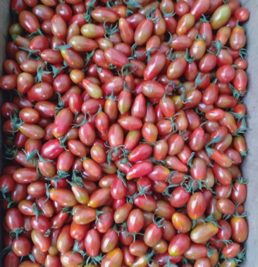 丹东正宗409花生小柿子