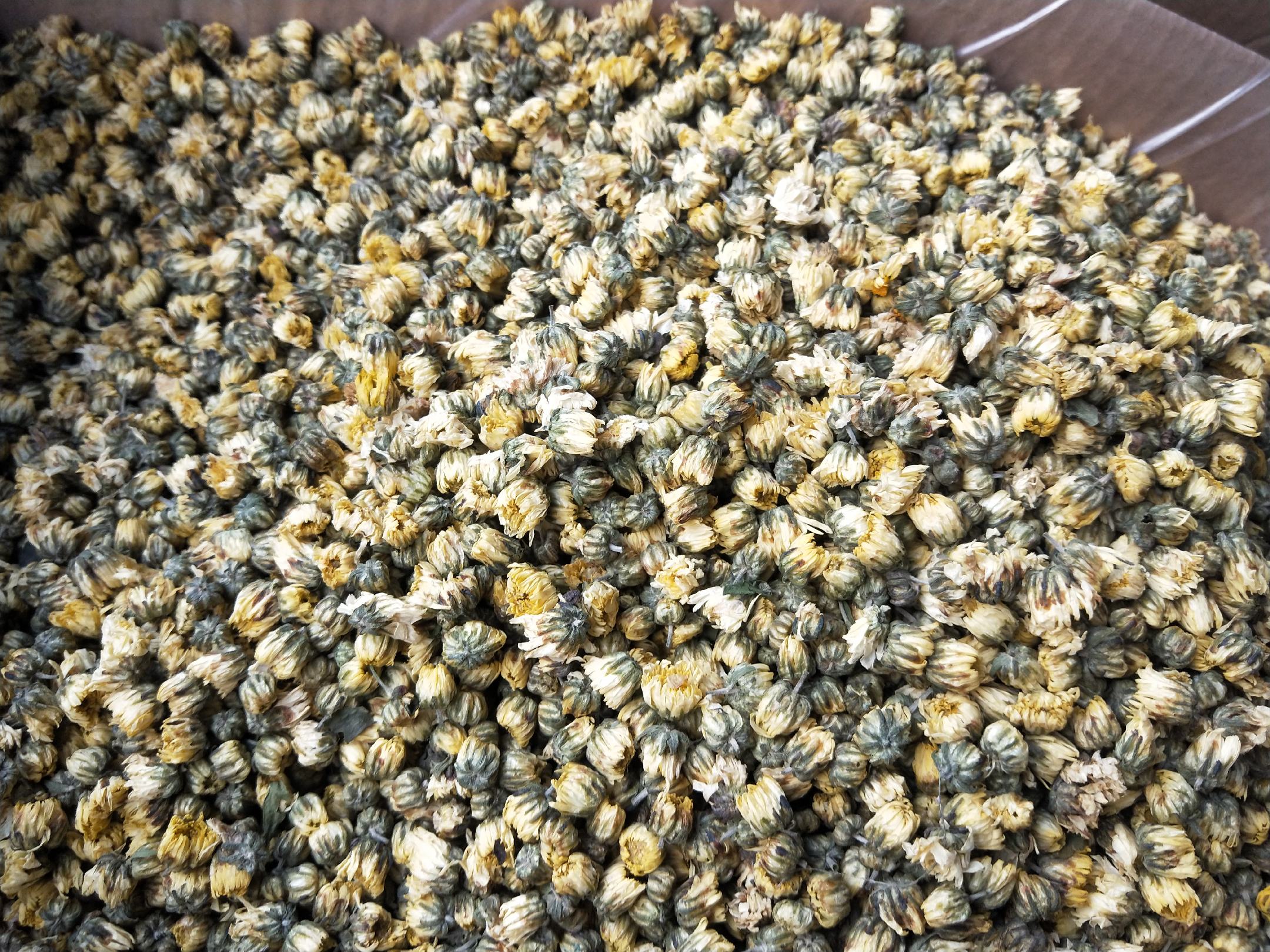 高端胎菊王礼盒陈列于木质桌面上,礼盒设计典雅,印有烫金‘胎菊王’字样,打开后可见整齐排列的独立小包装胎菊,周围点缀菊花枝叶与茶具,营造出浓厚的国风茶文化氛围 胎菊王礼盒装场景图