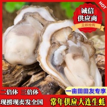 大连生蚝鲜货供应个大鲜美规格齐全常年有货全国发一件代发
