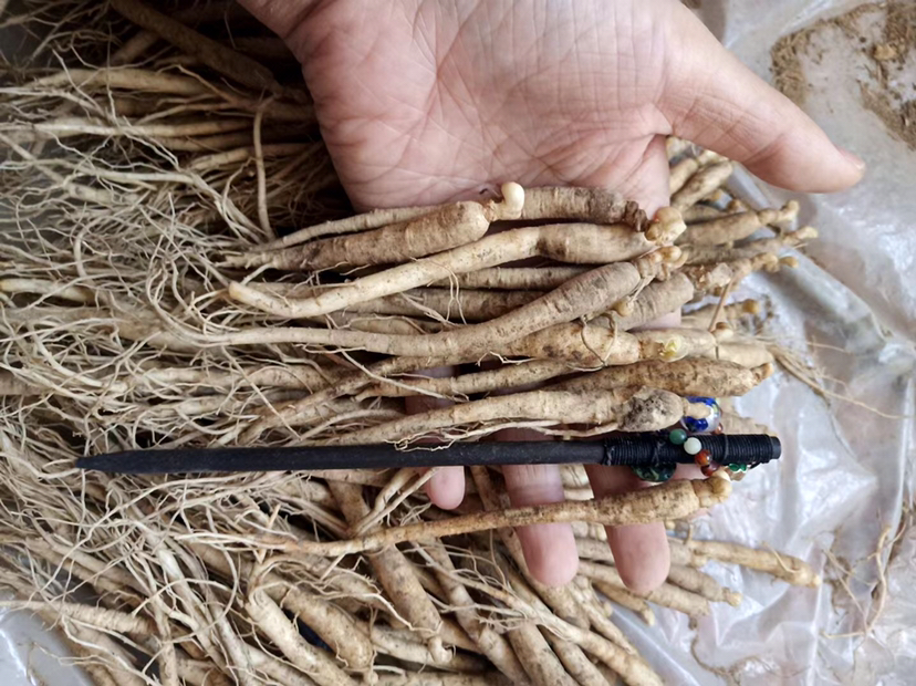 专业中药师手持电子天平称量2克鲜人参片，置于白色瓷盘中，背景为《中国药典》2020年版与CFSA食品安全警示公告复印件